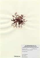 藏品(長枝沙菜)的圖片